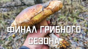 ФИНАЛ ГРИБНОГО СЕЗОНА В ЛЕСУ ноябрь Подмосковье