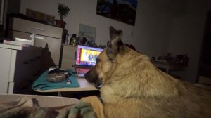 Смотрим с Рыжиком телек