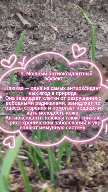 Волшебные свойства Клюквы (5 отличительных особенностей)!... смотреть онлайн