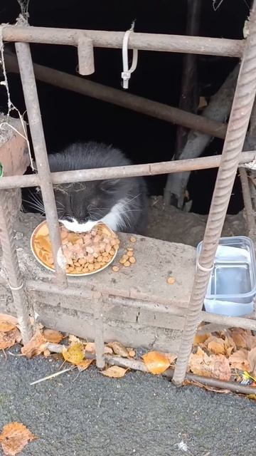 кошечка смотреть онлайн