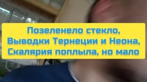 ПОЗЕЛЕНЕЛО СТЕКЛО, ВЫВОДКИ ТЕРНЕЦИИ И НЕОНА, СКАЛЯРИЯ ПОПЛЫЛА, НО МАЛО