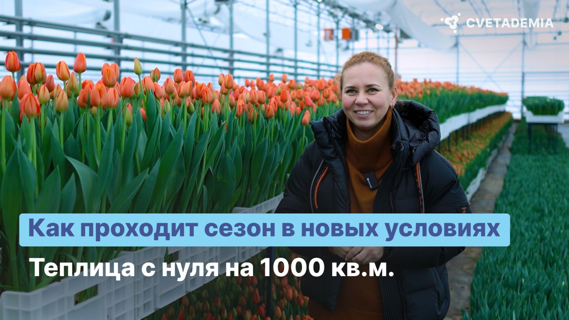 Из помещения в теплицу: выгонка 500.000 тюльпанов во второй сезон смотреть онлайн