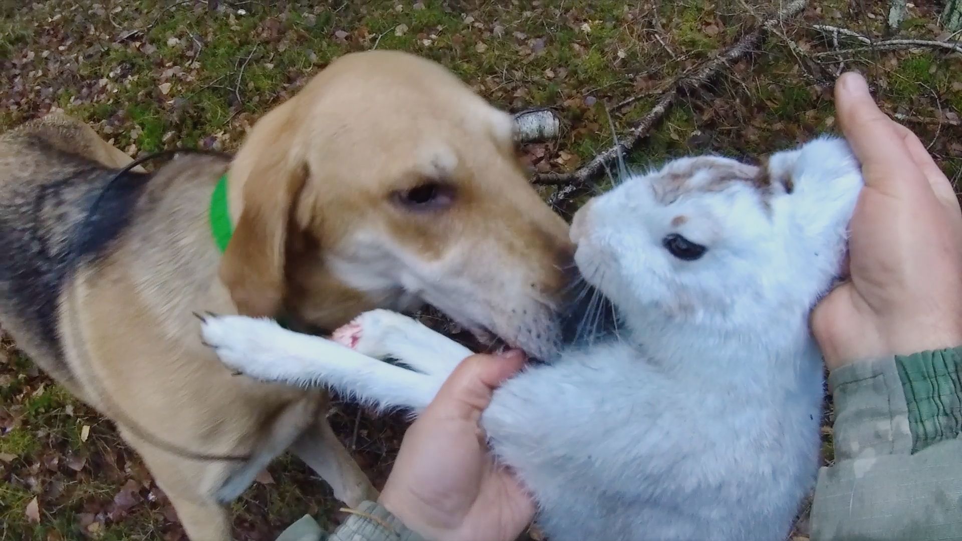 Охота на зайца 12.11.2025. Два подъёма - один результат. смотреть онлайн