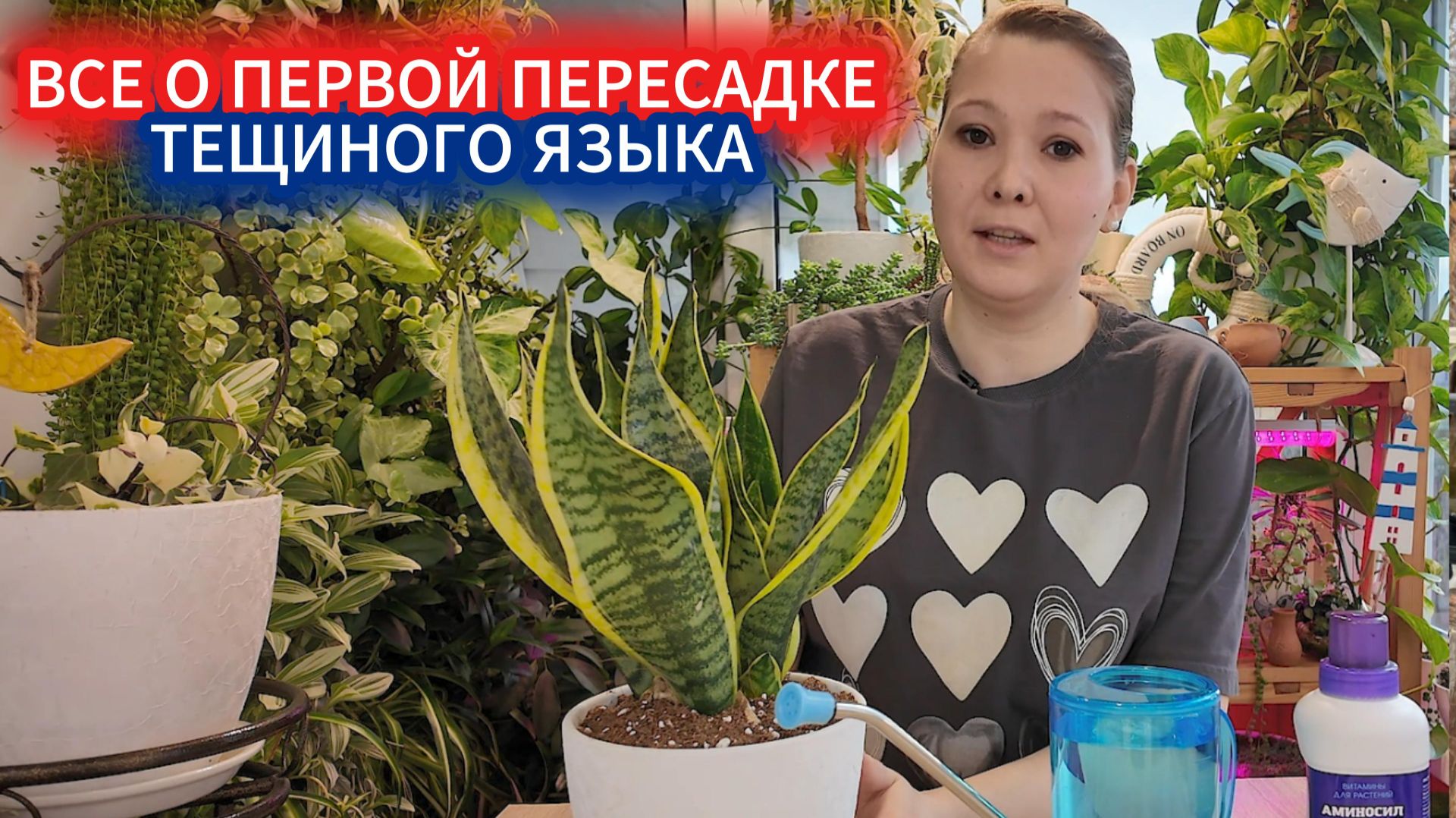 ВПЕРВЫЕ ПЕРЕСАЖИВАЕМ ТЕЩИН ЯЗЫК/ЩУЧИЙ ХВОСТ ПОСЛЕ ПОКУПКИ: КАКОЙ ГОРШОК, ГРУНТ ЛУЧШЕ ДЛЯ САНСЕВИЕРИИ смотреть онлайн