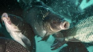 «Тонут три района»: жительница Кузбасса завела карпов в подвале дома после потопа