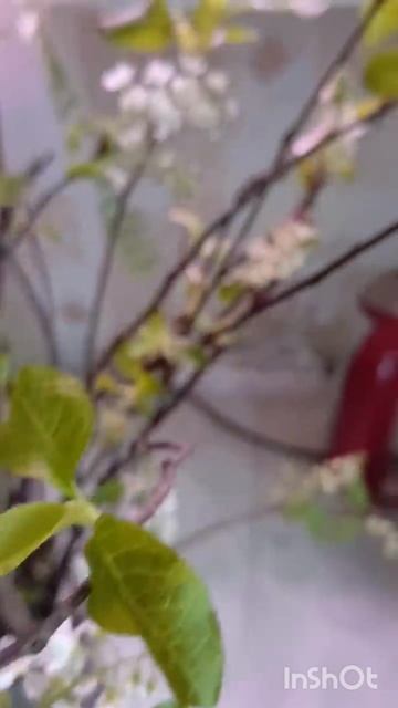 цветущая черёмуха на новый год 😀🙏🤗? во это Да!!!! аромат на всю комнату! смотреть онлайн