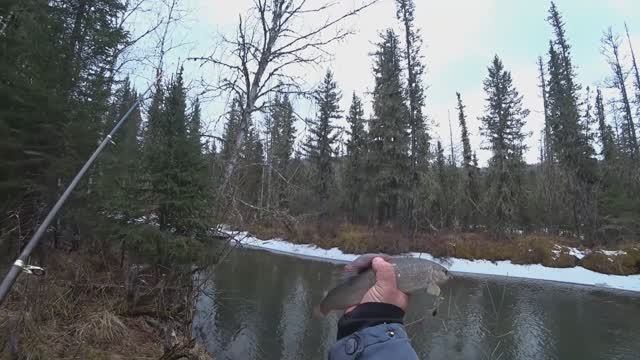 ЭТА РЕЧКА в ТАЙГЕ Забита РЫБОЙ# Рыбалка на ХАРИУСА в Непролазной Тайге СИБИРИ!! смотреть онлайн