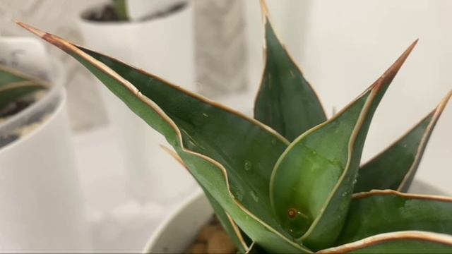 Обзор моей коллекции сансевиерий🪴Часть 3 A Review of My Sansevieria Collection🪴
Part 3 смотреть онлайн
