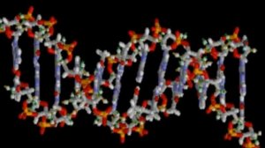 Гаряев-Матрицы.РФ__Гормональная система с матрицей Гаряева. Дирижёр любого исцеления. Обязательн