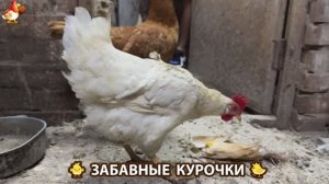Забавные курочки несушки на сельском подворье 🤗😂😜 (20)