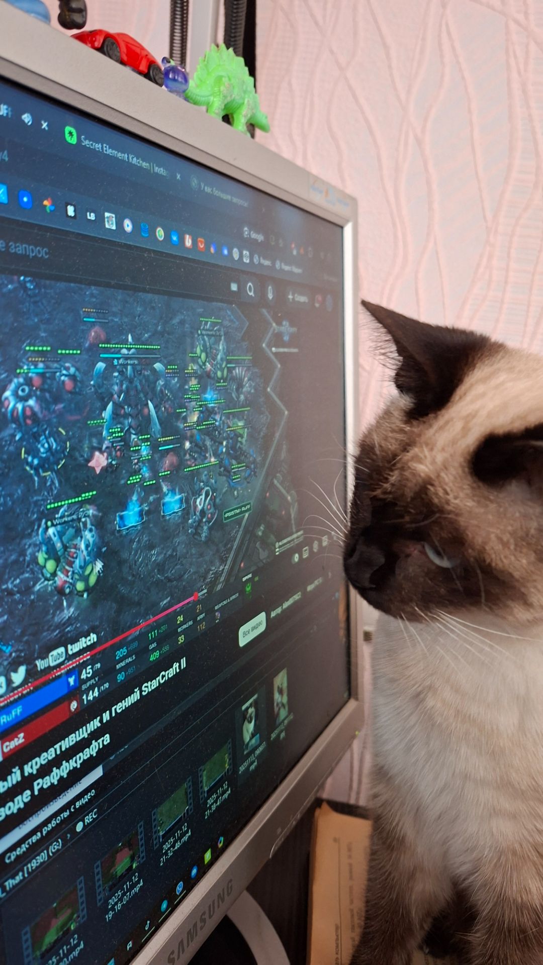 Милка болеет за #CatZ в #Starcraft ▶️🐈◀️ смотреть онлайн