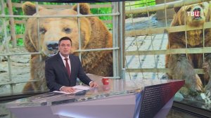 В Ленобласти выхаживают двух бурых медведей из Дагестана