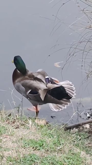 «Утиные истории». смотреть онлайн