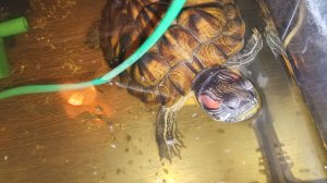 Красноухие черепахи 🐢 вечер 14-11-2025