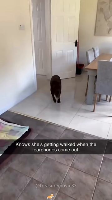 When a dog hears about a walk смотреть онлайн