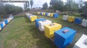 Раздача маточников отводкам и хвостам от пакетов