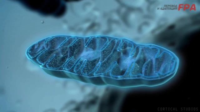 митохондрии функции