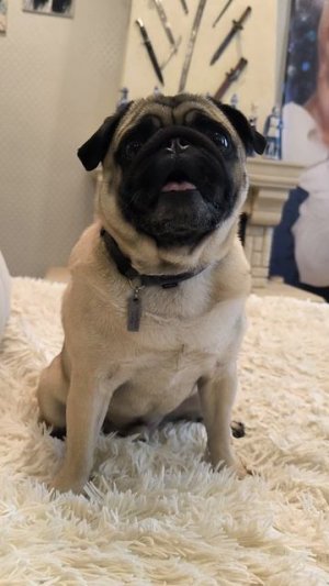 Скотские диалоги