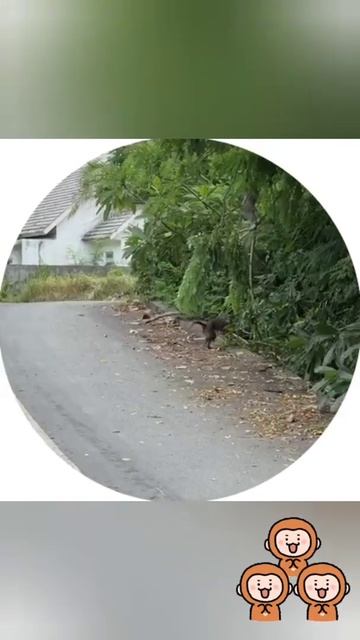 Какие соседи )