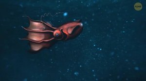 Морские монстры, в существование которых трудно поверить