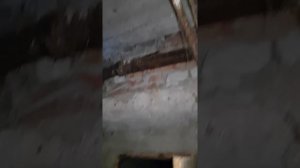 Тайна раскрыта. Канализационные мухо-бабочницы!