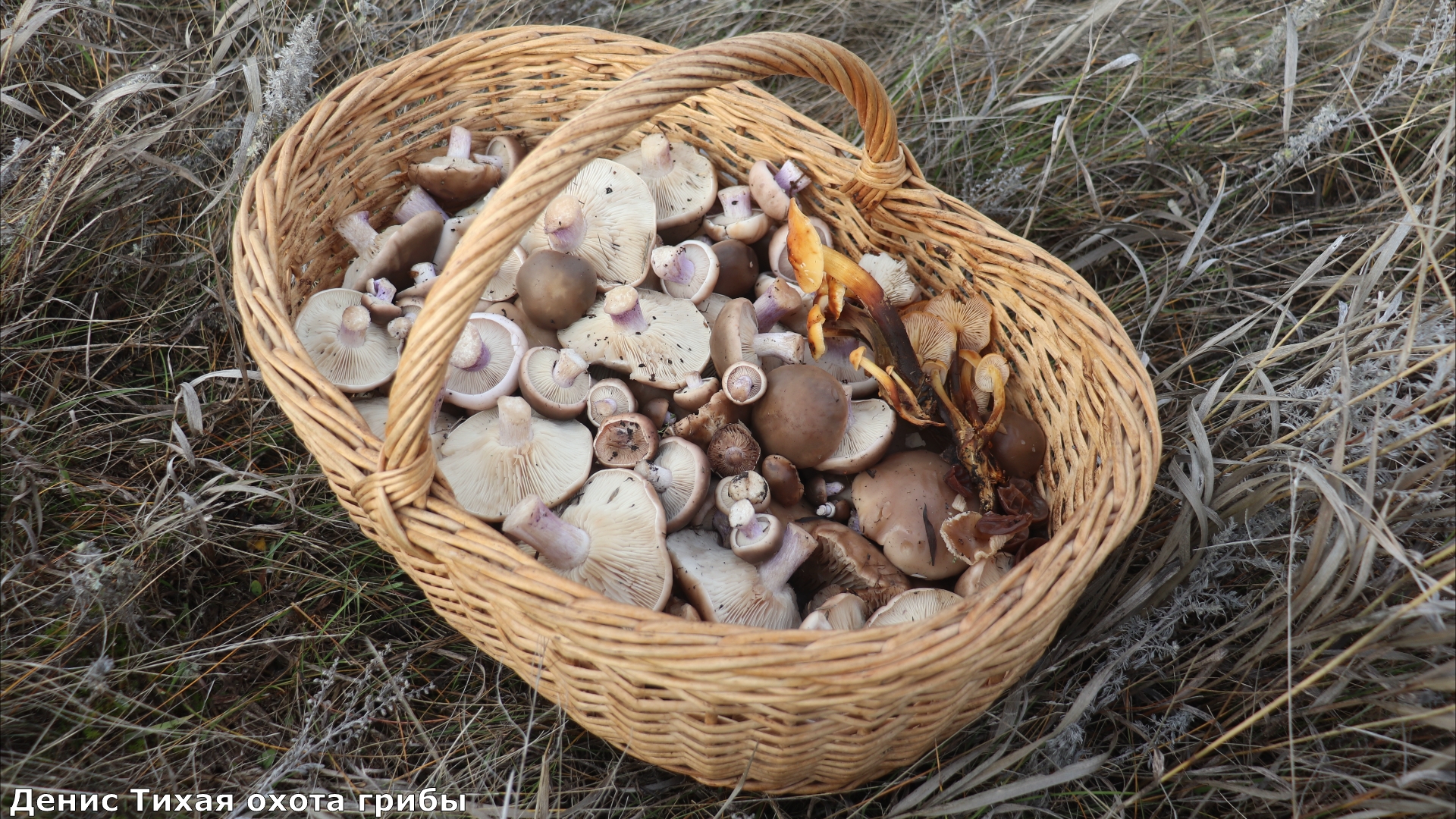 Грибная осень в лесостепи | Идём за синеножкой смотреть онлайн