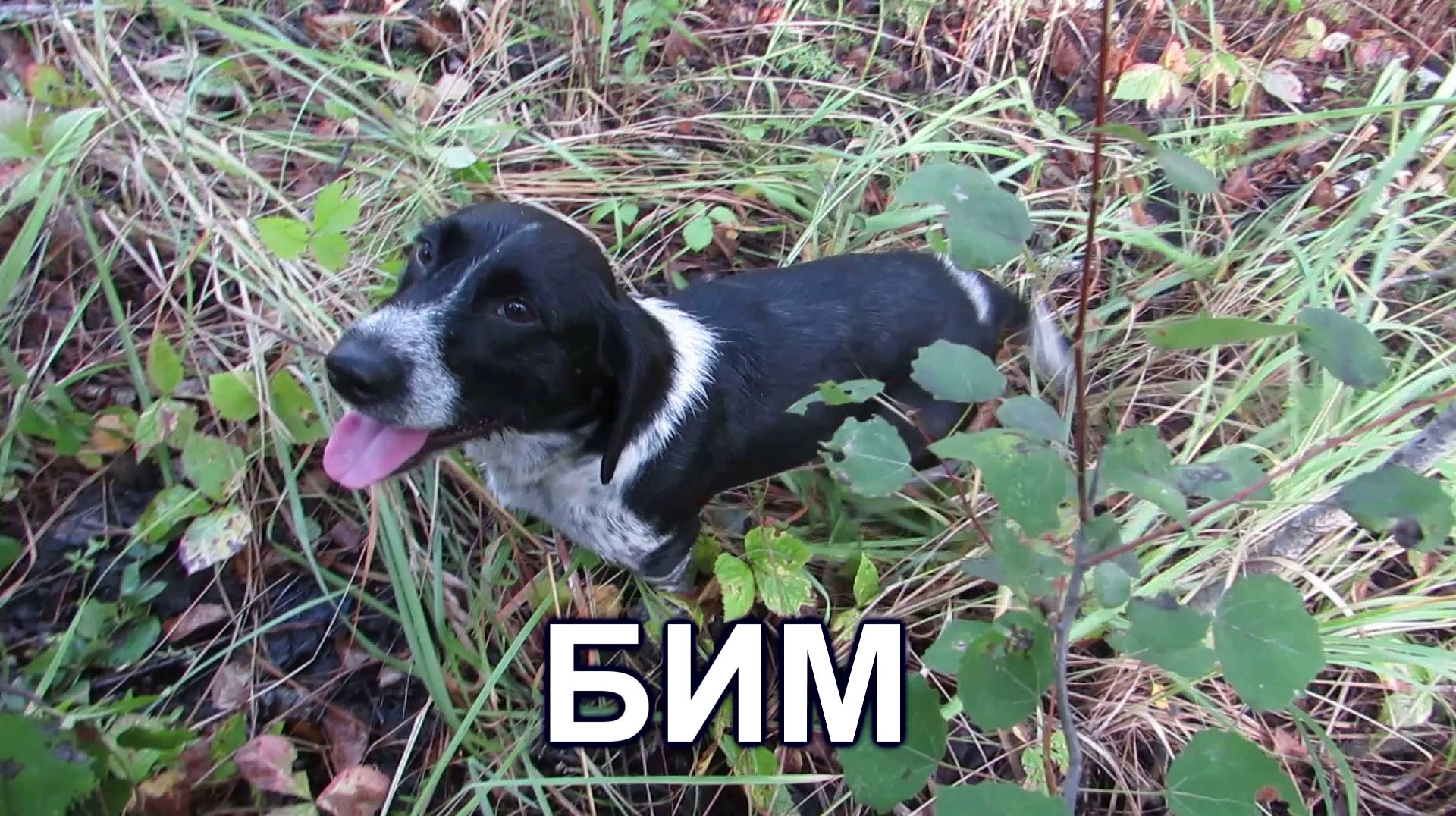 БИМ.БИМ смотреть онлайн