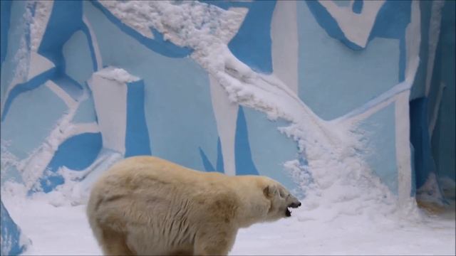 Герда кушает рыбку и наблюдает за трактором. Что-то он её волнует 13.11.2025 смотреть онлайн