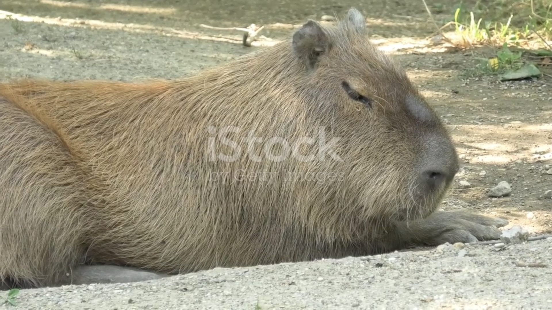 Удивительные факты о капибарах смотреть онлайн