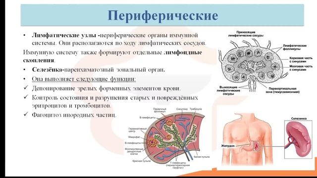 Видео-лекция №27. Строение и функции иммунной системы смотреть онлайн