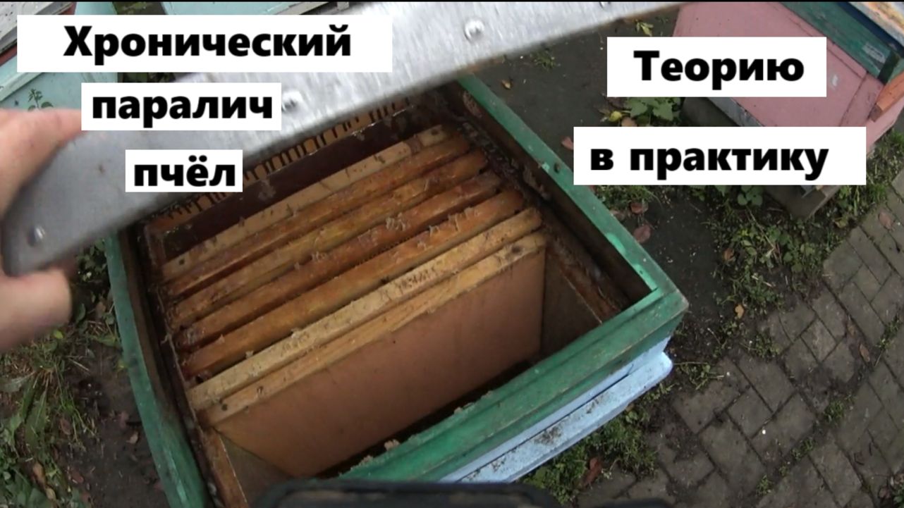 Практическое применение научных знаний о вирусах пчёл. смотреть онлайн