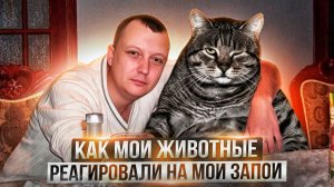 Как мои животные реагировали на мои запои