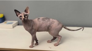 BENERIS Soft magic cats (Бенерис)