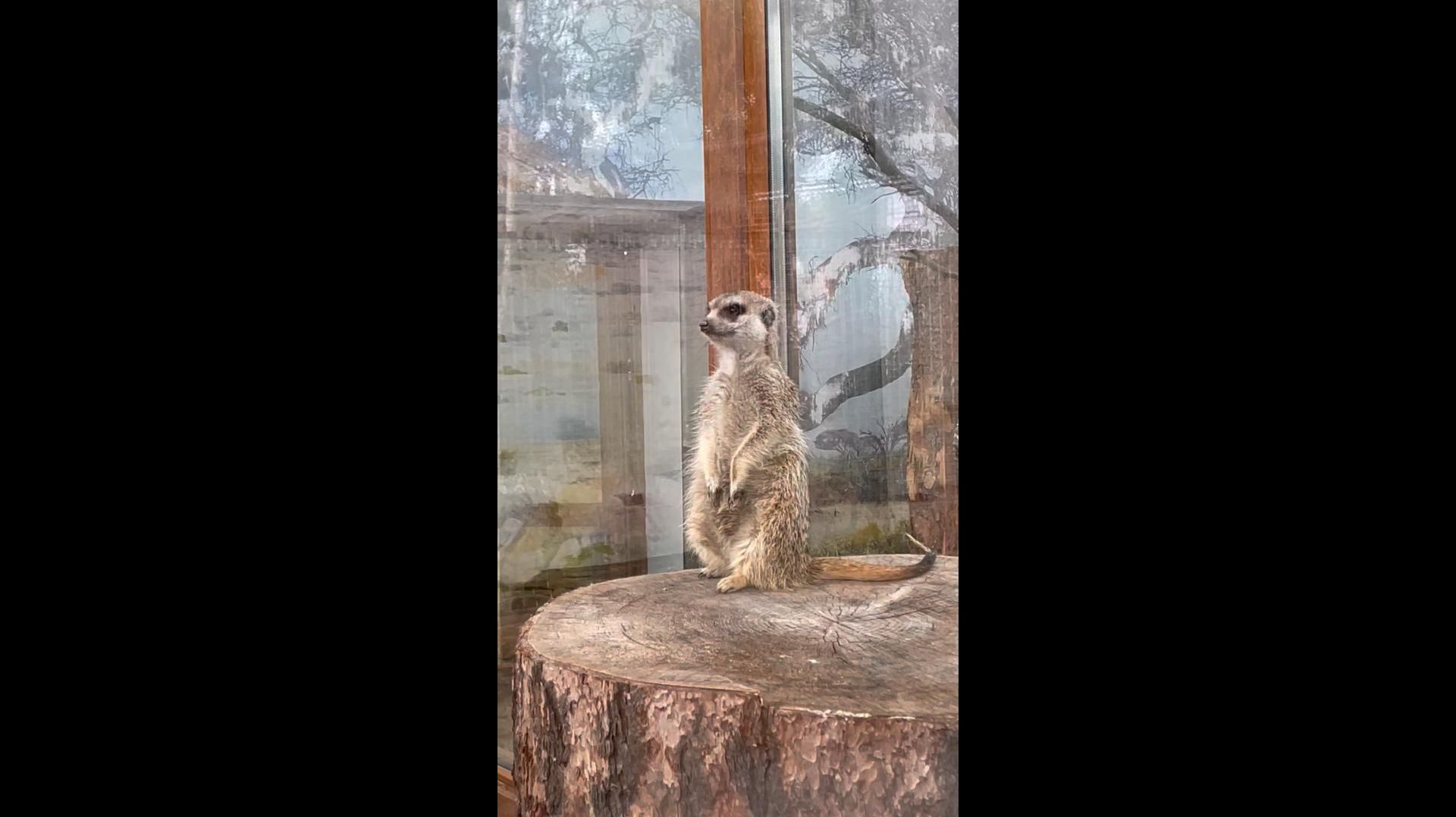 Сурикат и Лемур в зоопарке смотреть онлайн