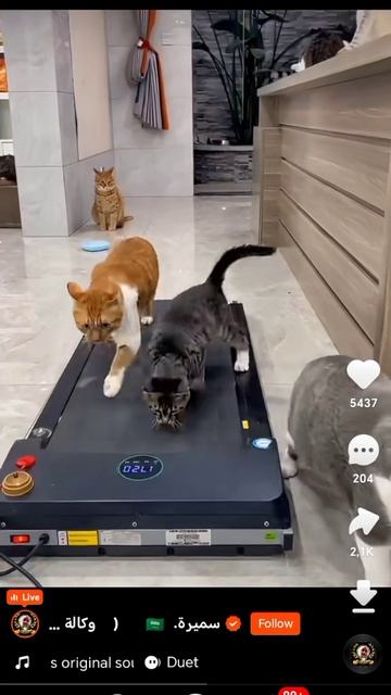 Коты катаются на бегущая дорога .mp4