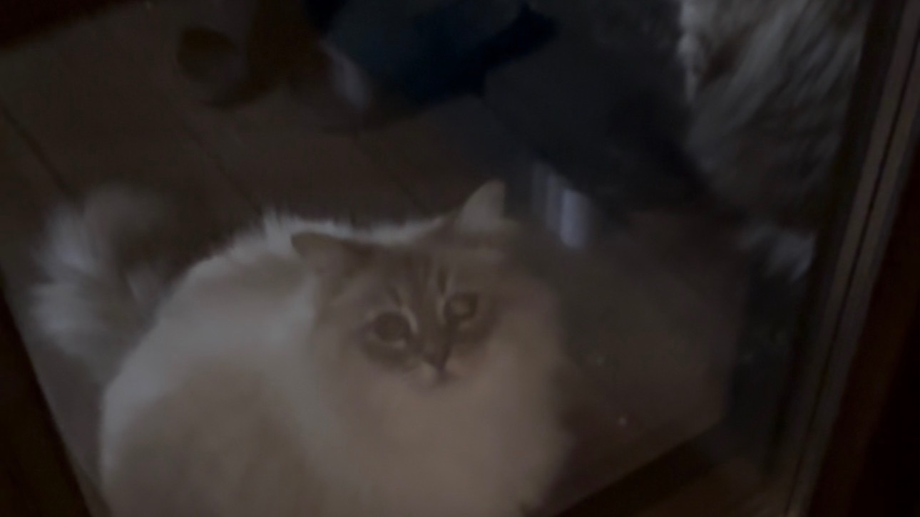 Два бездомных кота просятся в дом! Не знаю пускать или нет 🤔 смотреть онлайн