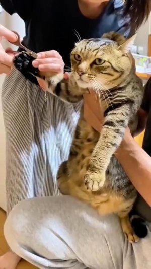 😂 БЕРЕГА ПОПУТАЛ 🙀 | КОТ ЯБЕДА 🤣 | ОЗВУЧКА ОТ ROMEO 🔥 | #говорящийкот #озвучка #угараю