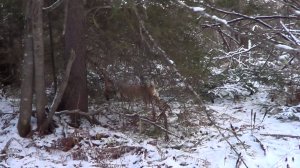 ОХОТА НА КУНИЦУ КАПКАНАМИ.Сезон 25-26г. / Пришли Волки.