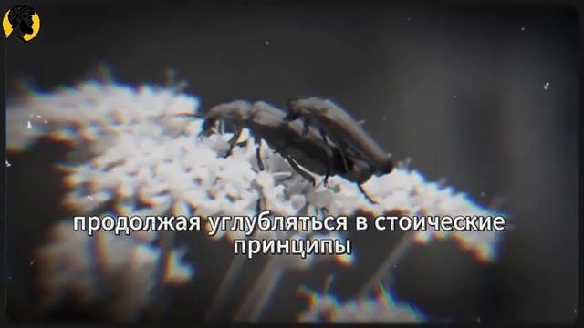 (84 УРОК) Секретная психология, чтобы сделать её одержимой СТОИЦИЗМ смотреть онлайн