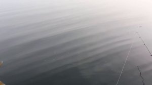 Рыбалка на Кубани! Шапсуга. 12.11.2025г. Выезд за Щукой. Не плохо отловились!