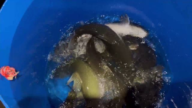 Новый вид рыбы в загородом клубе «Ихтиолог» ✅ смотреть онлайн