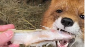 Лиса-Алиса. Вечерний подарок для Игниса