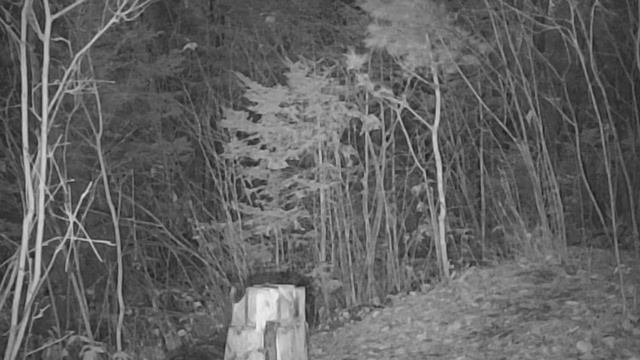 🐺 видео фото ловушки смотреть онлайн