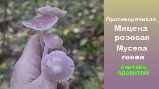 Считаем ядовитой! Мицена розовая - Mycena rosea смотреть онлайн