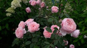 Роза Зе Алнвик Роз. Сезон 2025