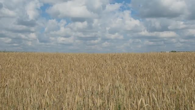 Пшеничное поле в Сибири. смотреть онлайн