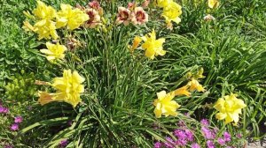 Цветник непрерывного цветения!