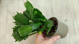 Только так пересаживаю ДЕКАБРИСТ после магазина, даже слабый сразу оживет