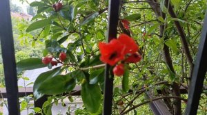 Цветы граната 🏝️Лазаревское .21.06.2025.🏝️