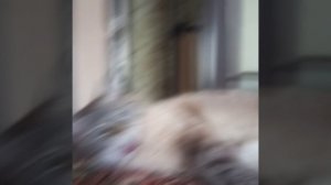 эдитик с котиком